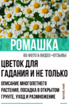 ромашки посадка и уход