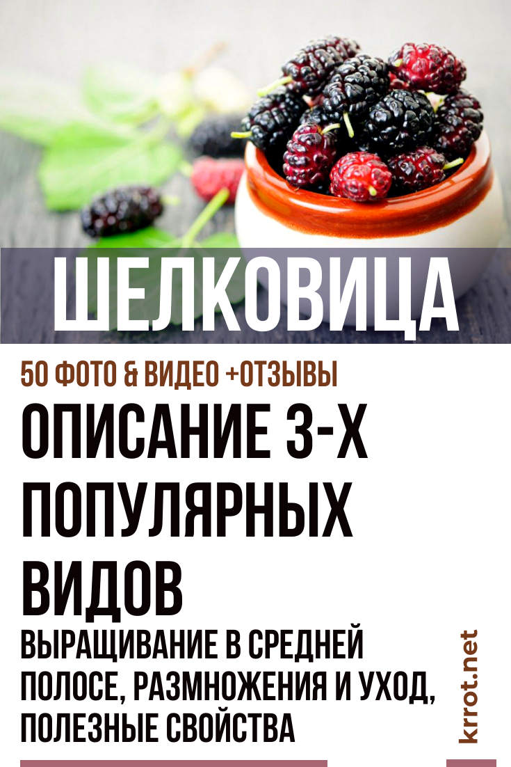 Шелковица: Описание, Выращивание, Уход | (50+ Фото)+Отзывы