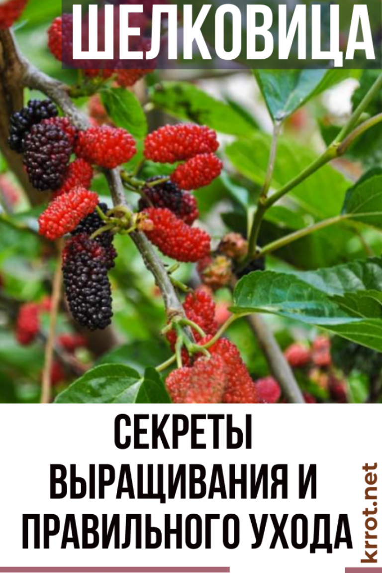 Шелковица: Описание, Выращивание, Уход | (50+ Фото)+Отзывы