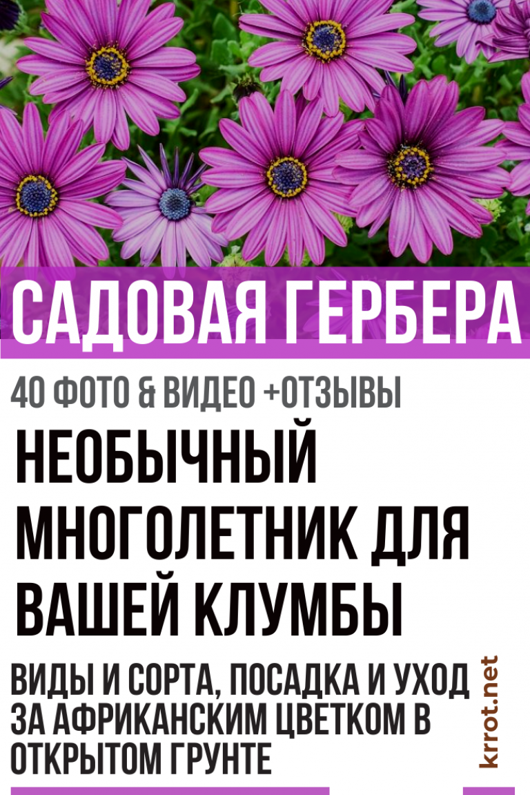 Герберы Садовые: Описание, Посадка, Уход | (40+ Фото)
