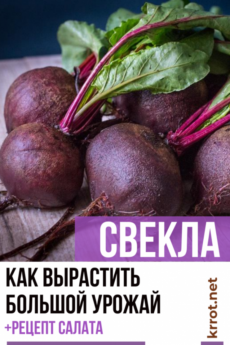 Свекла: Описание, Сорта, Посадка, Уход | (30 Фото) +Отзывы