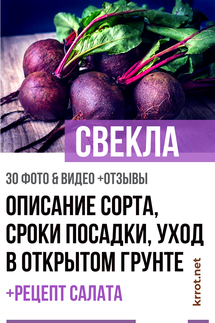 Бона свекла описание сорта фото