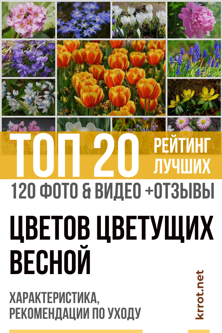 Цветы - растущие весной