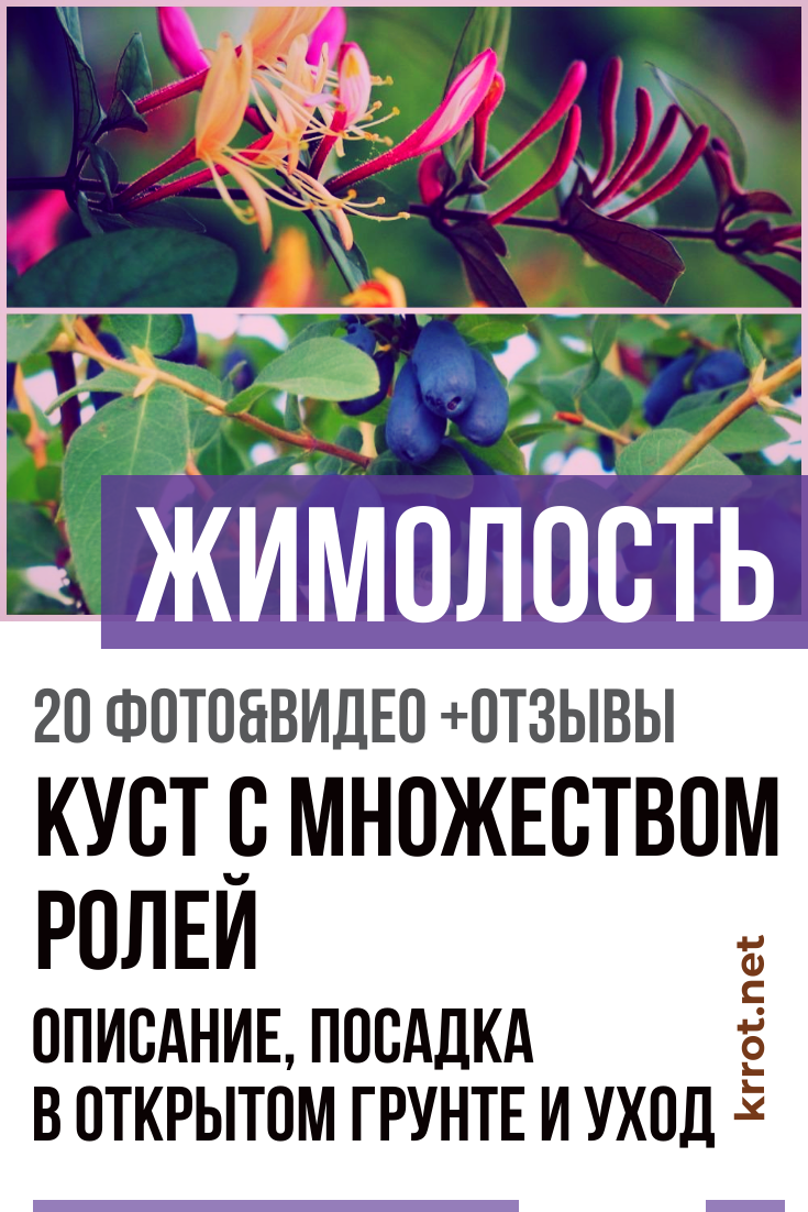 Жимолость - куст с множеством ролей