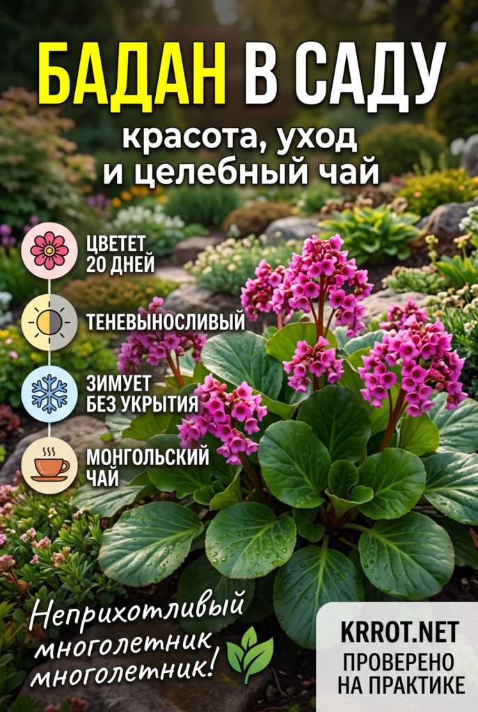 Бадан описание, виды и сорта с фото