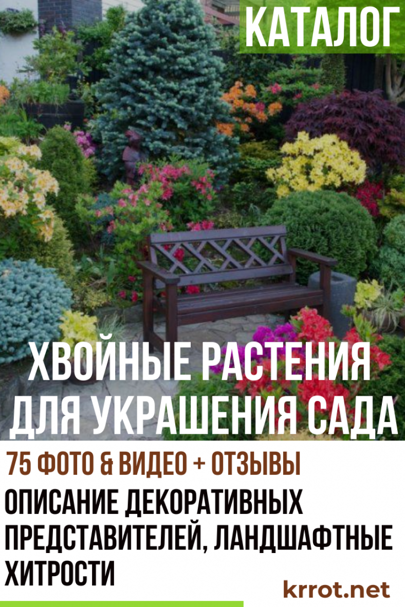 Каталог Хвойных Растений для Вашего Сада (75+ Фото) +Отзывы