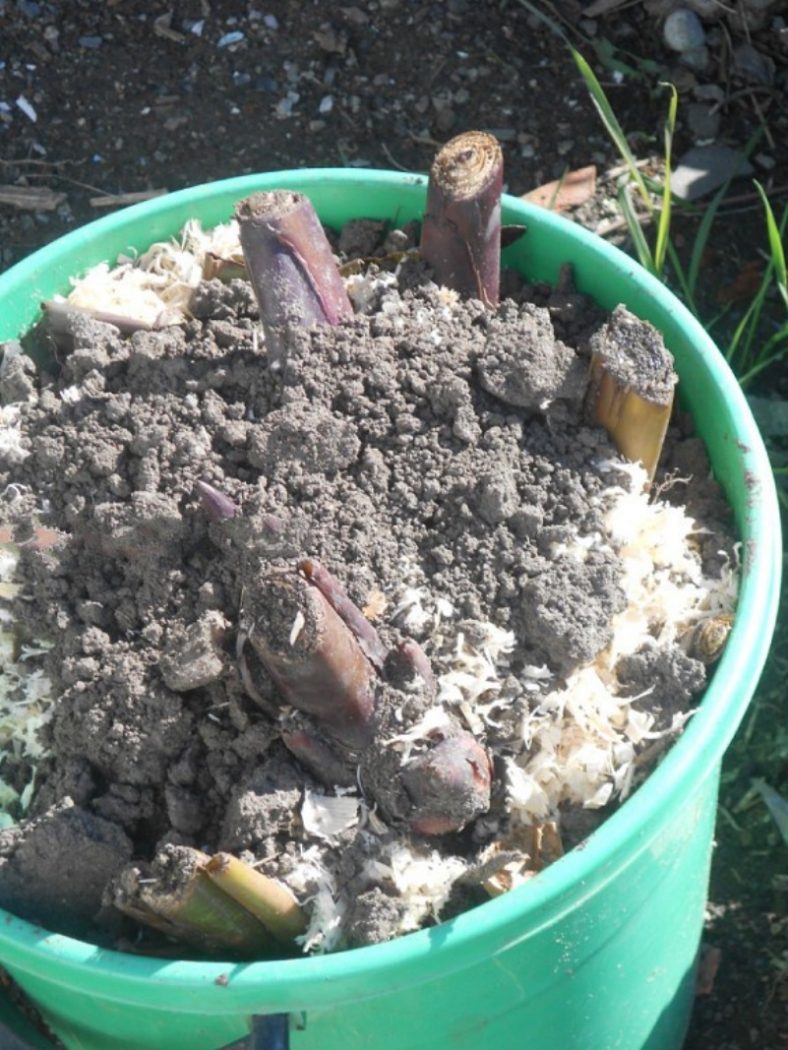 Канна: Описание, Посадка, Уход, Зимовка (70+ Фото) +Отзывы