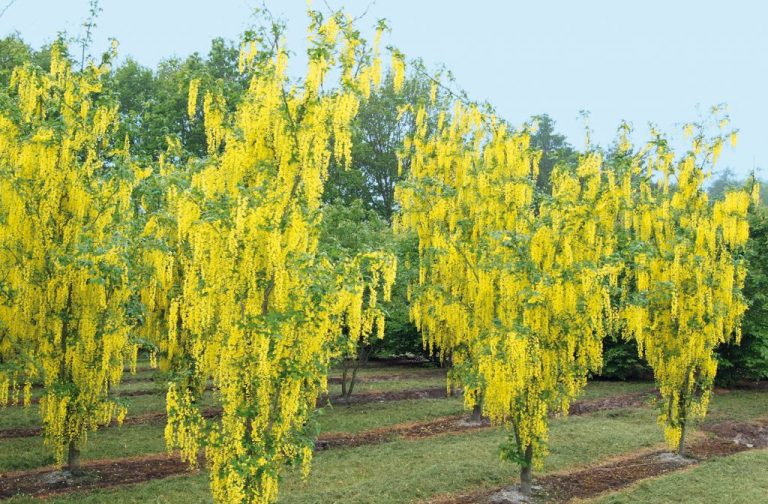 Бобовник: Описание, Посадка, Уход, Болезни (55 Фото) +Отзывы