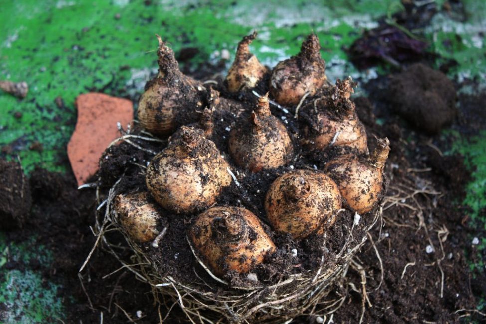 Выкапывать луковицы можно не только для размножения или пересадки, но и для зимнего хранения