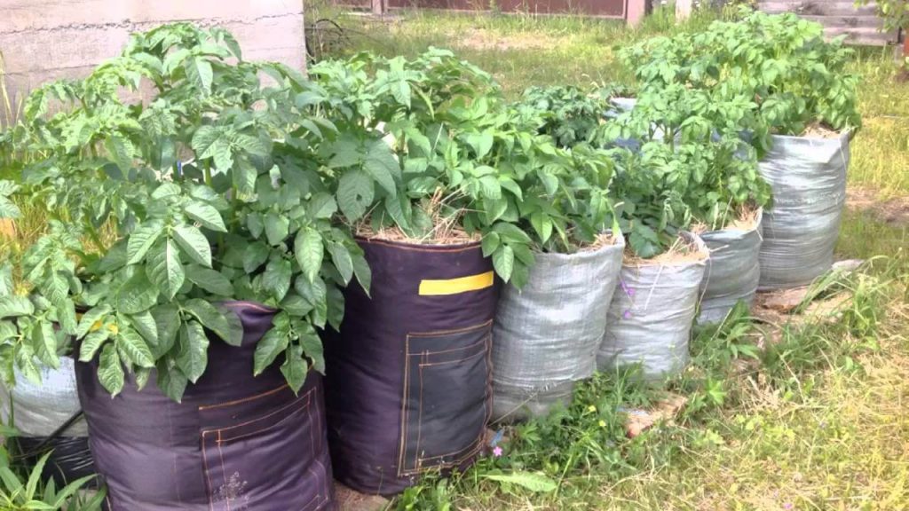 Выращивание картофеля в мешках