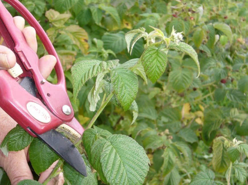 Двойная обрезка по методу Соболева позволяет повысить урожайность ягоды в 2 раза