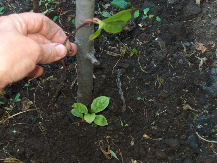 Выращивание размножением корней