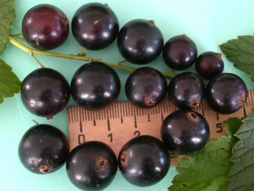 Крупноплодные сорта – Ядрёная, Пигмей, Добрыня, Селеченская, Обыкновенное чудо – дают урожай ягод около 2 см в диаметре