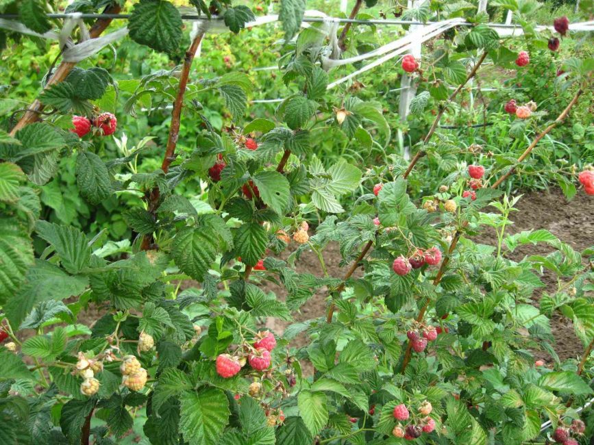 Лето – период активного плодоношения ягоды