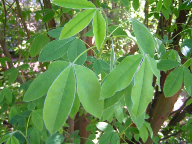 Бобовник: Описание, Посадка, Уход, Болезни (55 Фото) +Отзывы