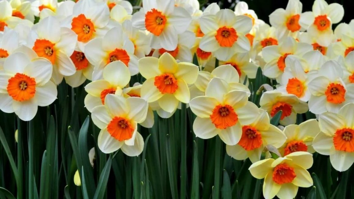Отличительная черта весенних цветов – контрастный окрас лепестков и околоцветника