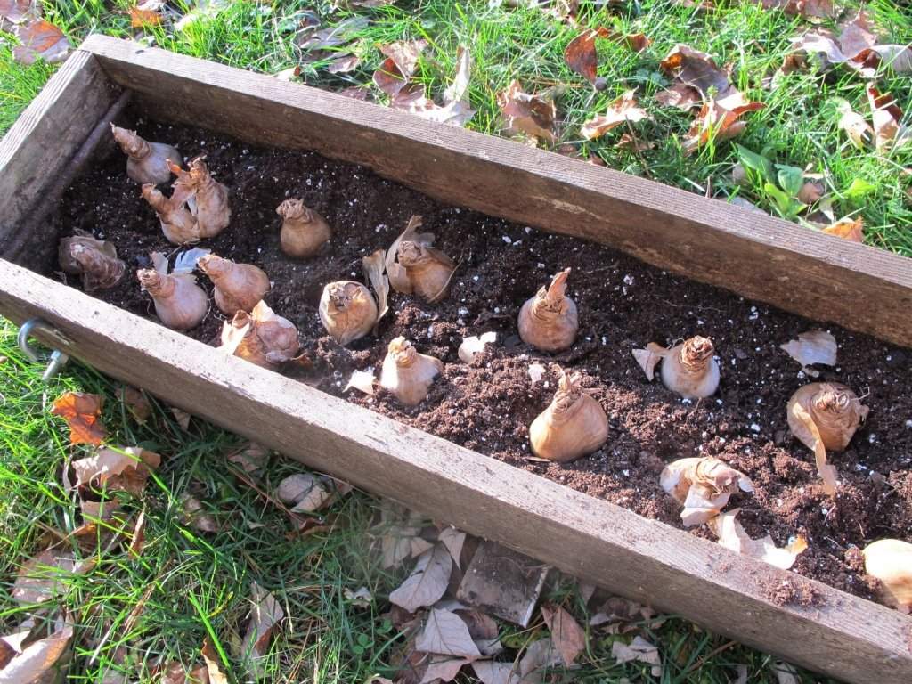 Размножение луковицами – самый простой и удобный способ размножения цветка