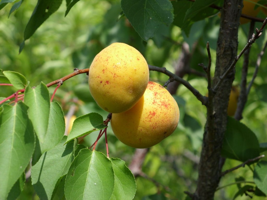 Серафима