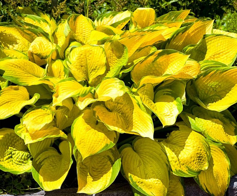 Хоста с желтыми листьями сорта фото