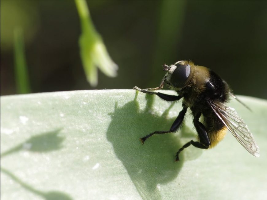 Личинки большой нарциссовой мухи способны уничтожить луковицу цветка