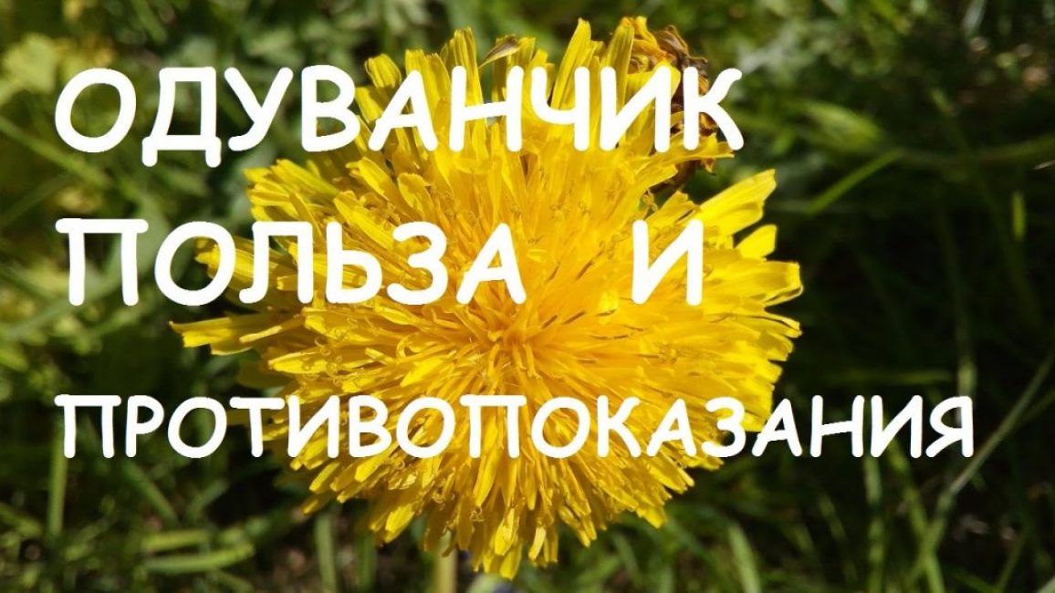 Противопоказания одуванчика