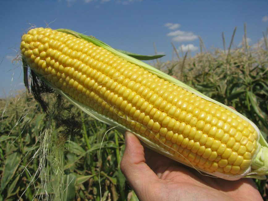 Созревший плод кукурузы
