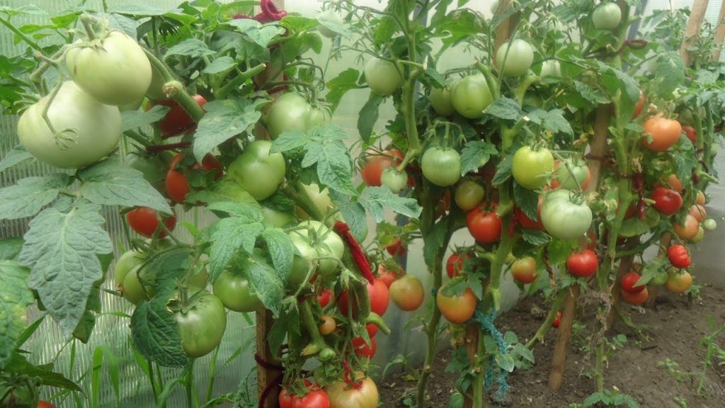 высадка рассады томатов в теплицу