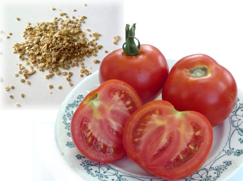 семена томатов семен