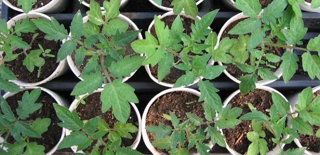 15 Секретов Хорошего Урожая Помидор: в Теплице и в Огороде