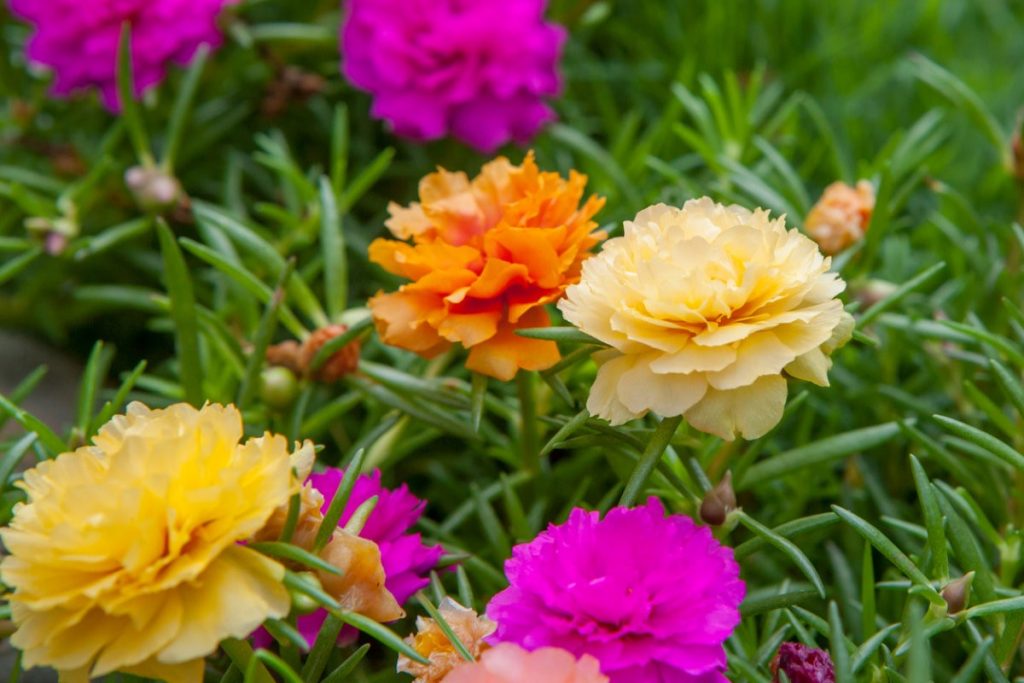 Яркие цветки суккулента