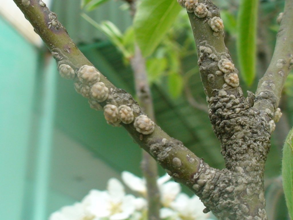 Больное дерево