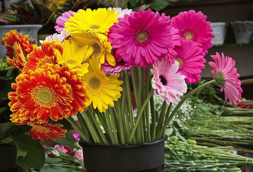 Сортовое разнообразие цветка