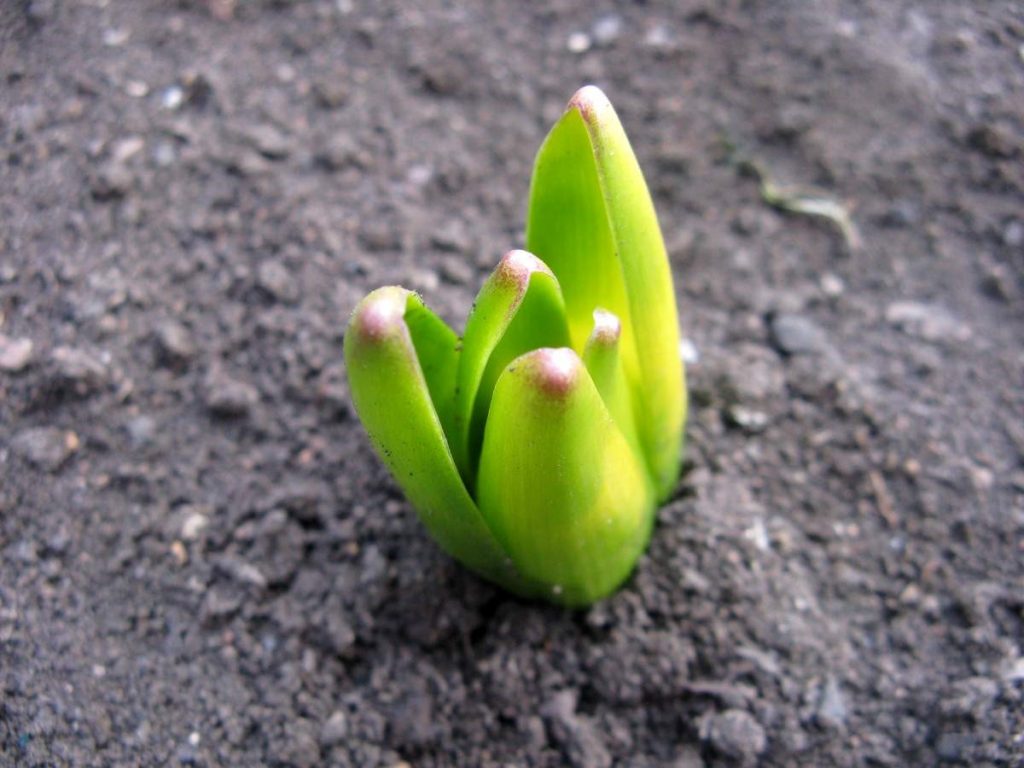 Росток многолетника