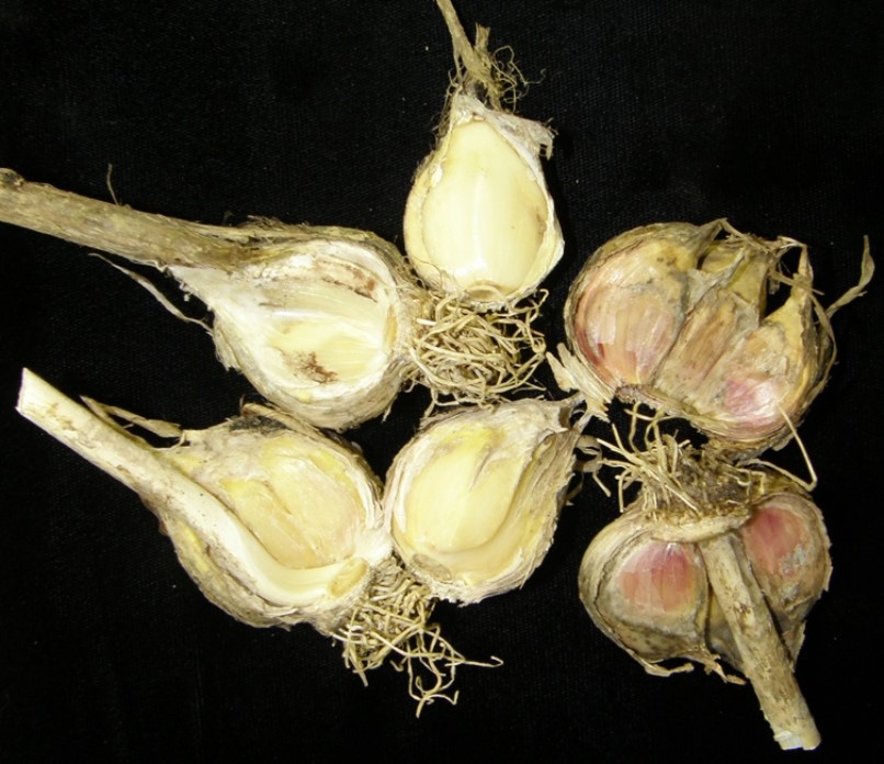 Шейковая гниль