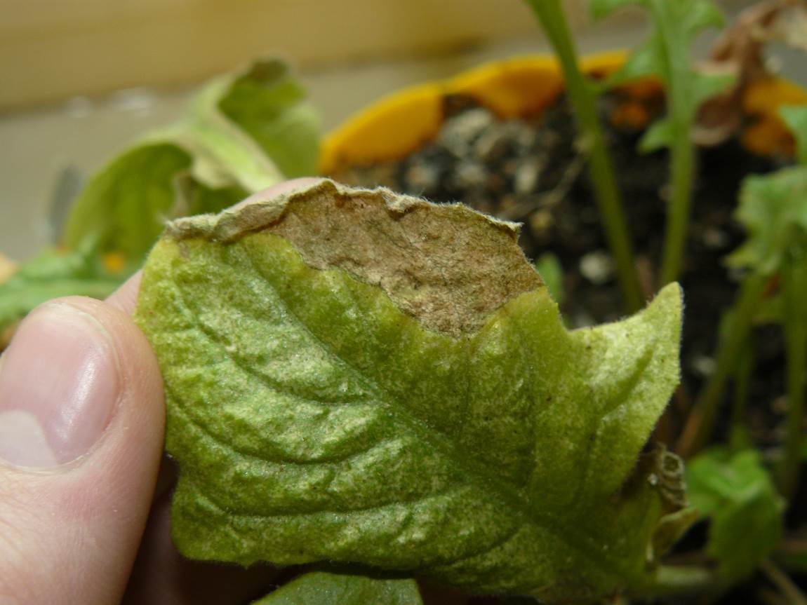 Серая гниль на растении