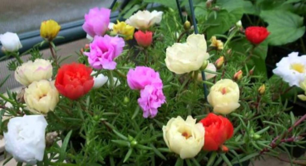 Сортовая смесь суккулента