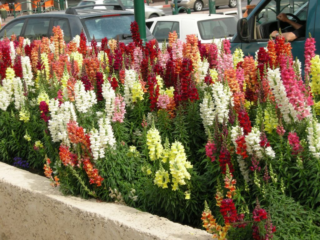 Львиный зев в городе