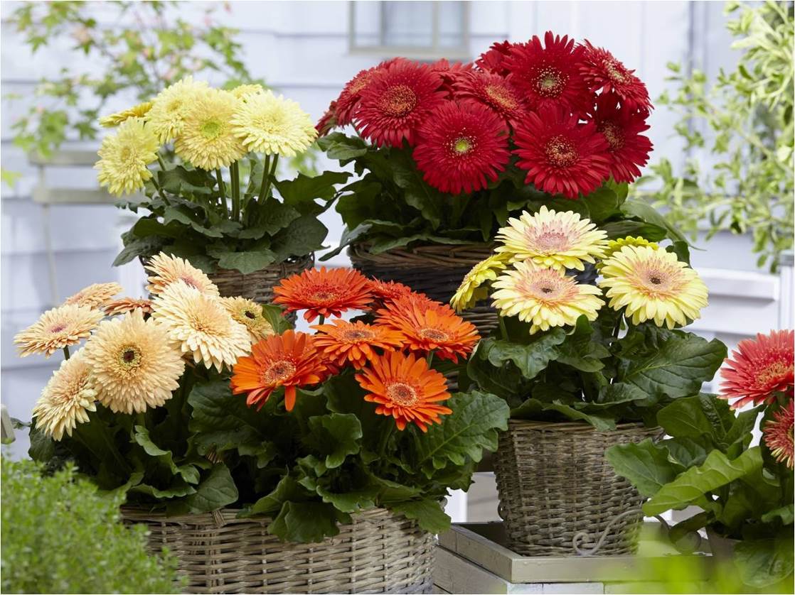 Различные виды цветка