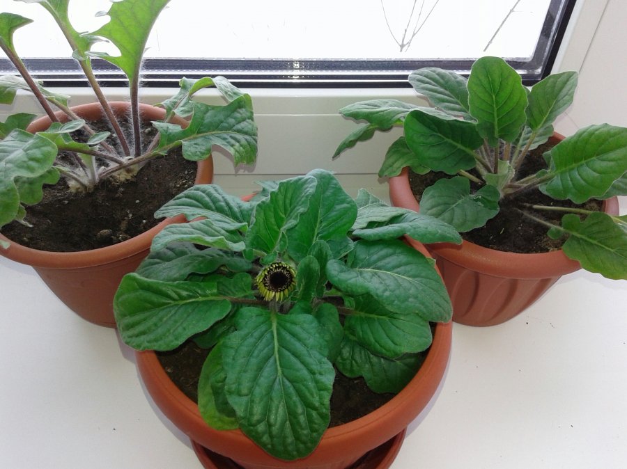 Результат размножения листом