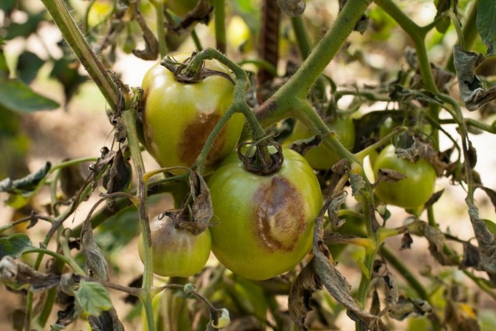 БурыПроявления фитофторозае пятна на плодах, стеблях и листве