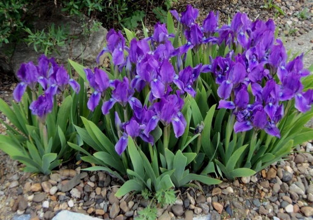 Ирис карликовый