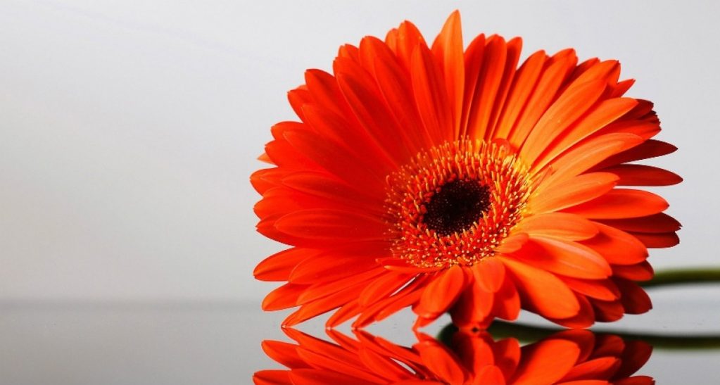 Цветок перед засушкой