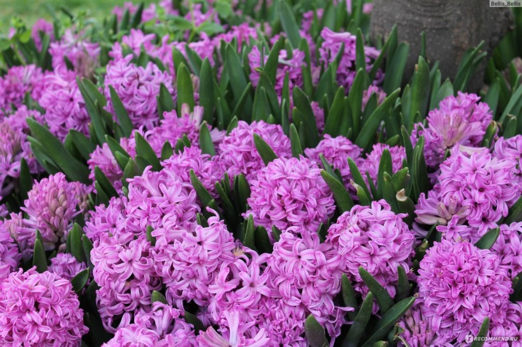Цветущие гиацинты