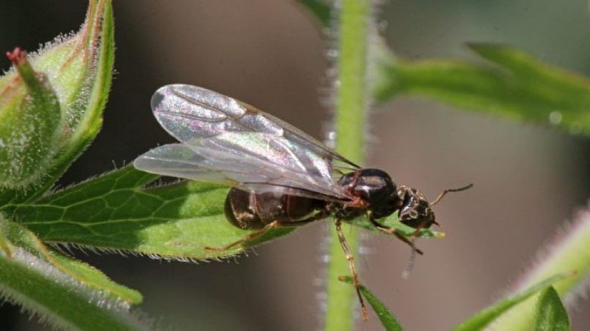 Летающая самка муравья