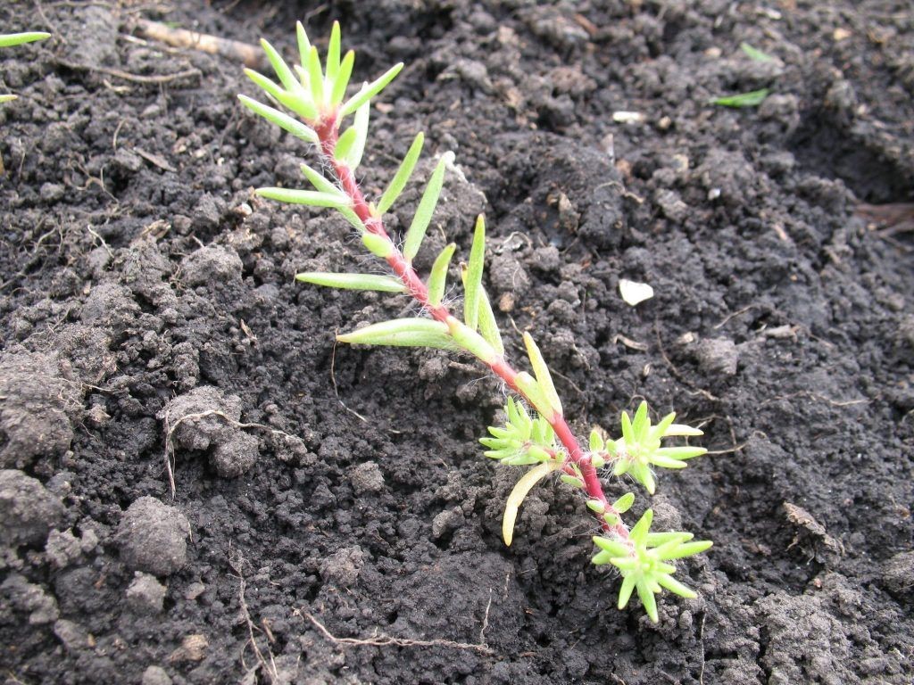 Росток однолетника