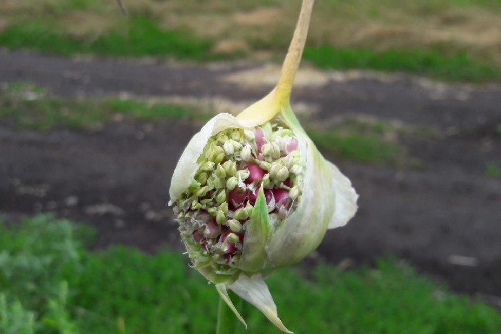 Соцветие чеснока с цветками и воздушными луковичками