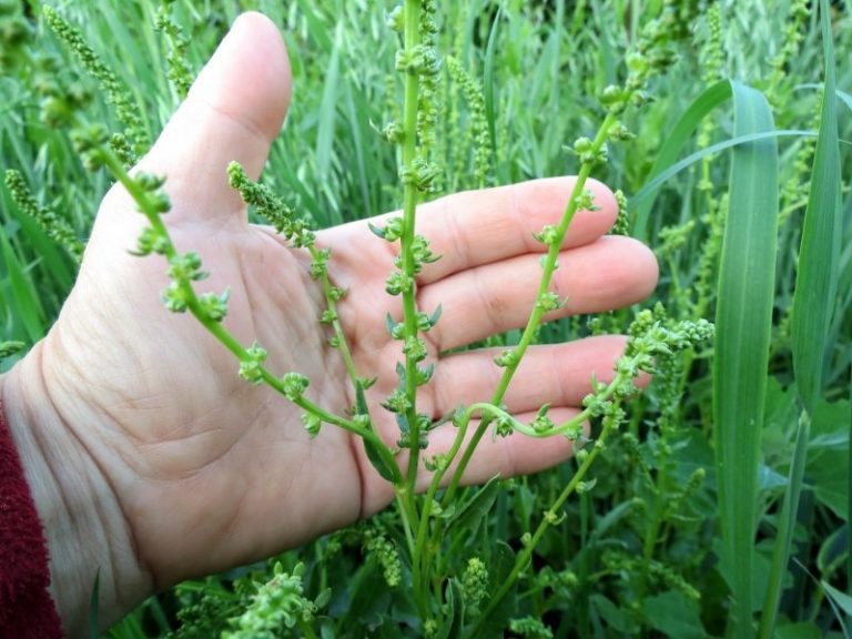 Свекла: Описание, Сорта, Посадка, Уход | (30 Фото) +Отзывы