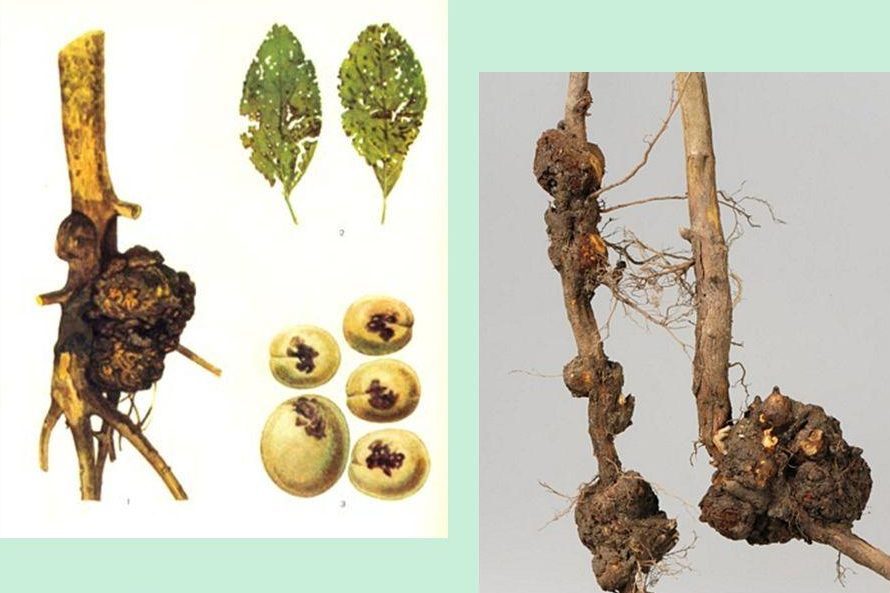 Корневой рак