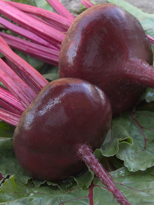 Сорт Египетская плоская