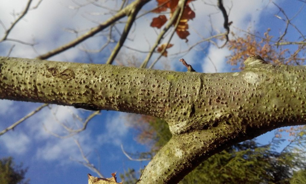 Цитоспороз